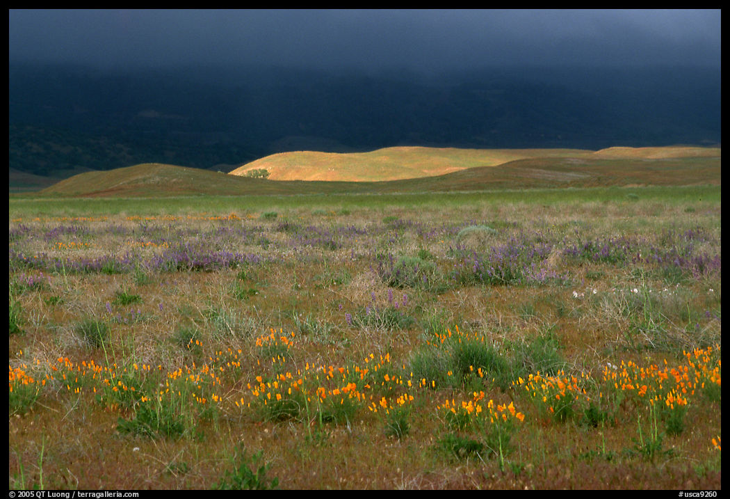 Meadow with closed poppies under a stormy sky. Antelope Valley, California, USA