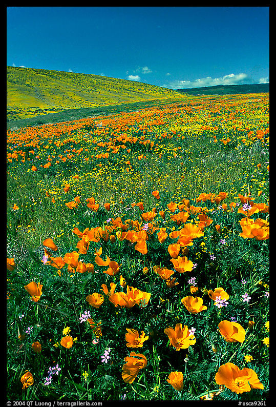 Hillside covered with California Poppies and Desert Marygold. Antelope Valley, California, USA