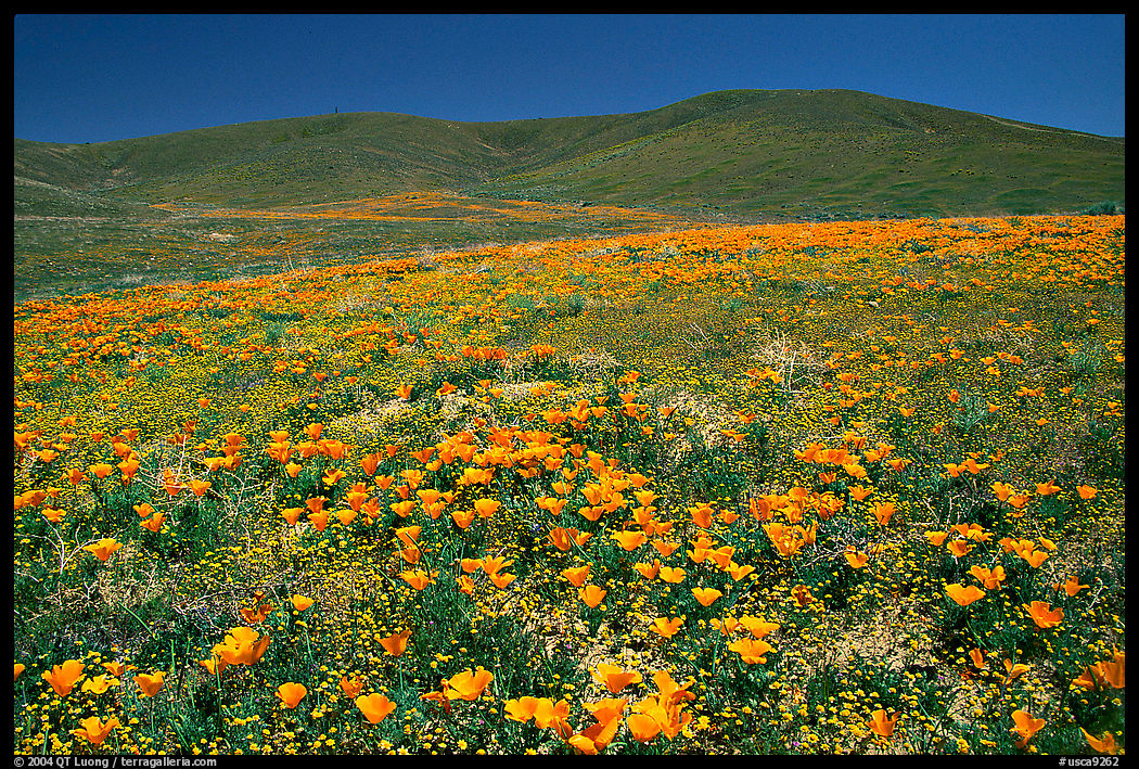 Hillside covered with California Poppies and Desert Marygold. Antelope Valley, California, USA