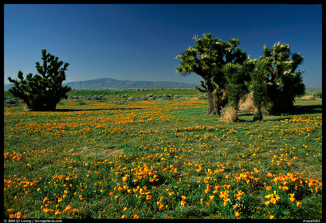 Joshua trees and California Poppies. Antelope Valley, California, USA