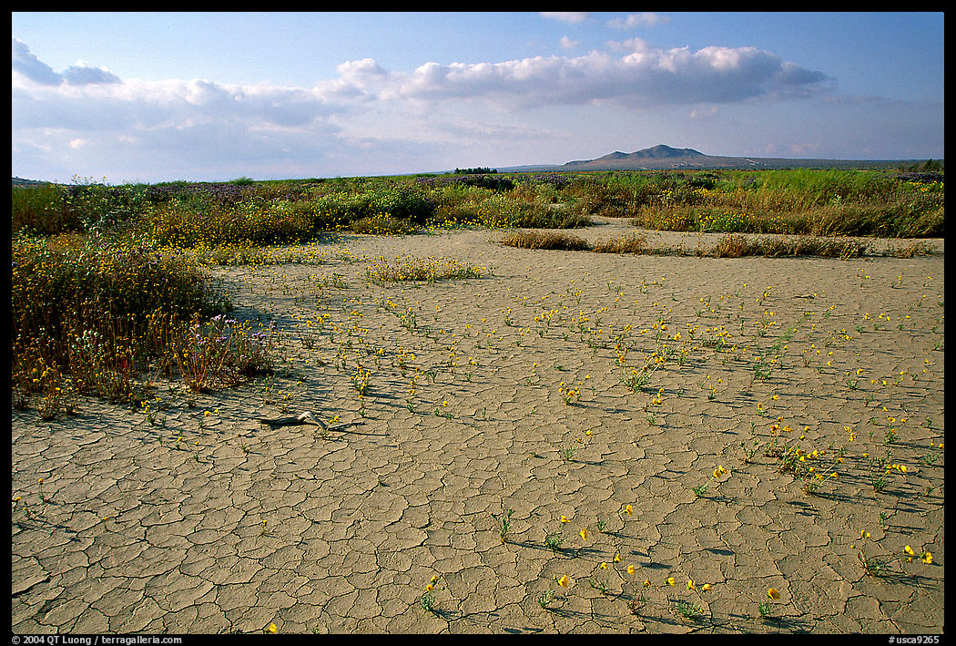 Wildflowers growing out of cracked mud flats. Antelope Valley, California, USA