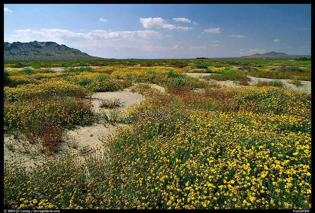 Wildflowers growing out of mud flats. Antelope Valley, California, USA