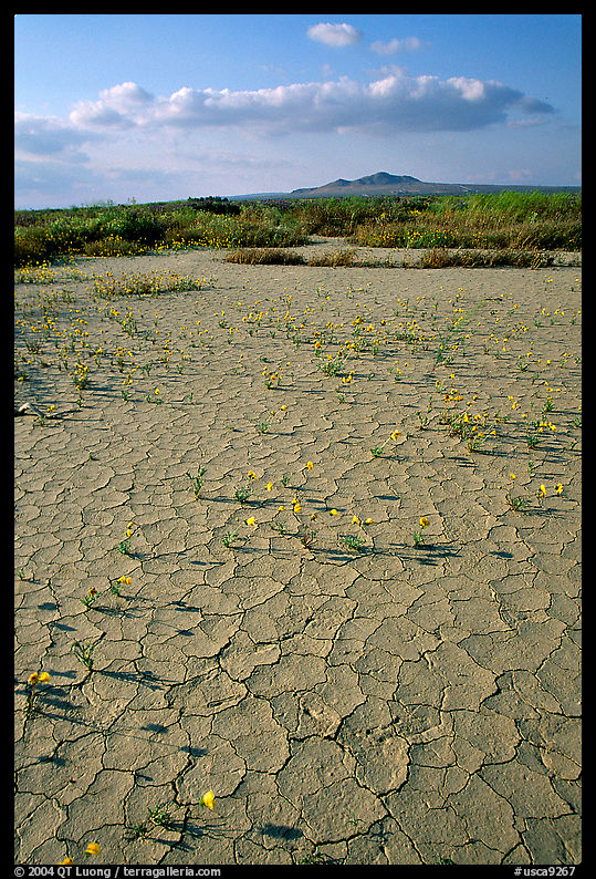 Wildflowers growing out of cracked mud flats. Antelope Valley, California, USA