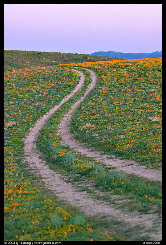 Curvy tire tracks in a wildflower meadow. Antelope Valley, California, USA