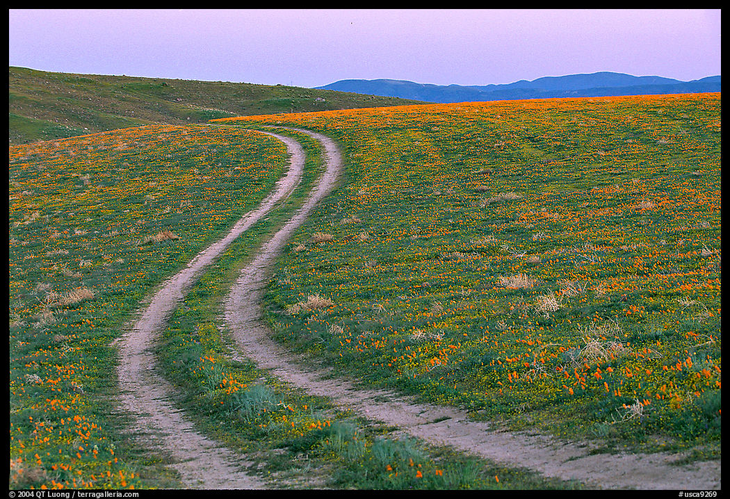 Curvy tire tracks in a wildflower meadow. Antelope Valley, California, USA