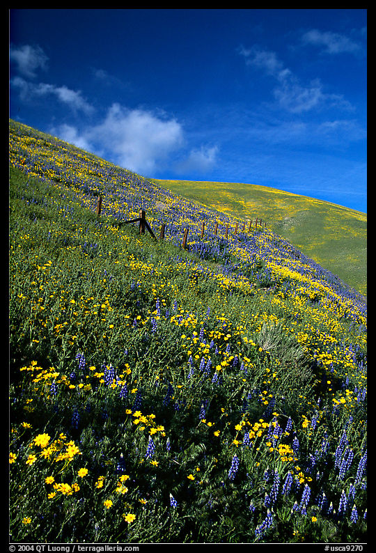 Coreopsis, Gorman Hills. California, USA