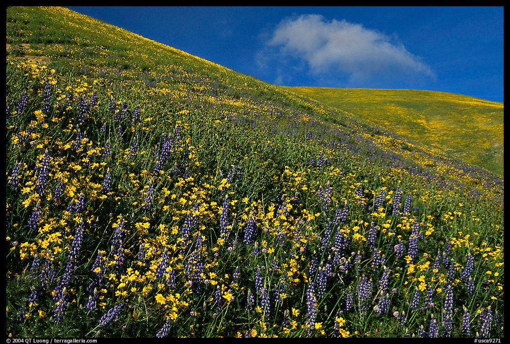 Coreopsis, Gorman Hills. California, USA