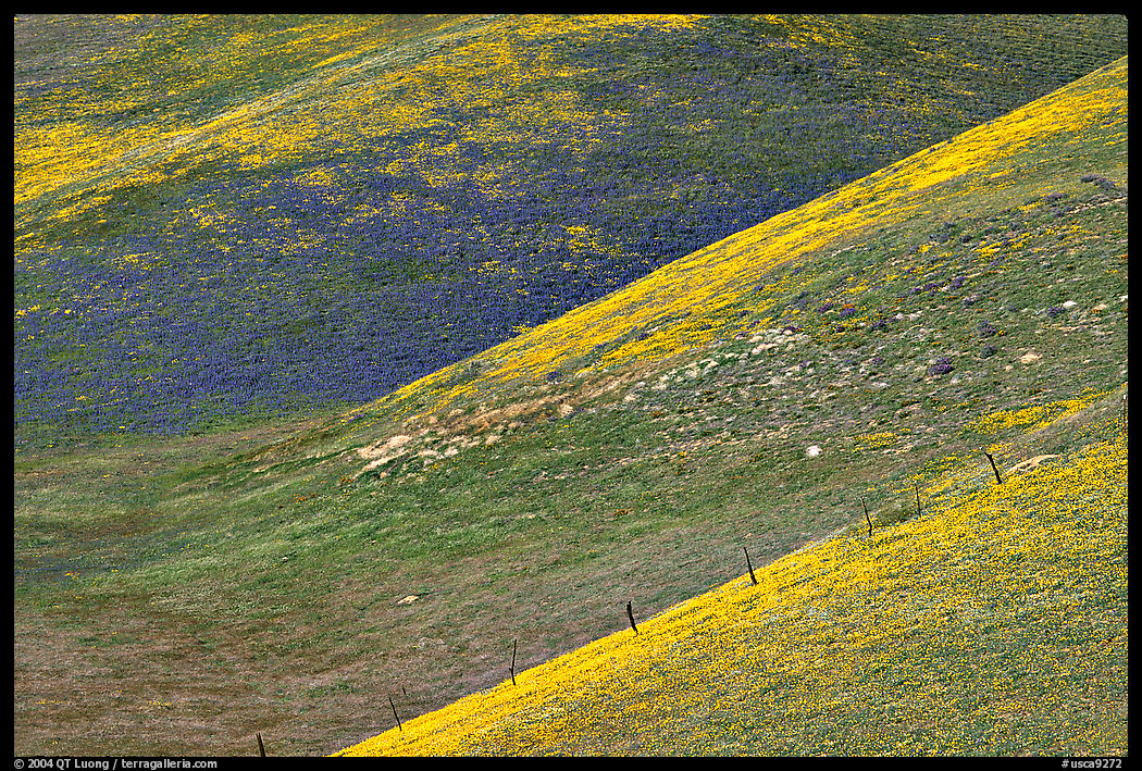 Yellow flowers, Gorman Hills. California, USA