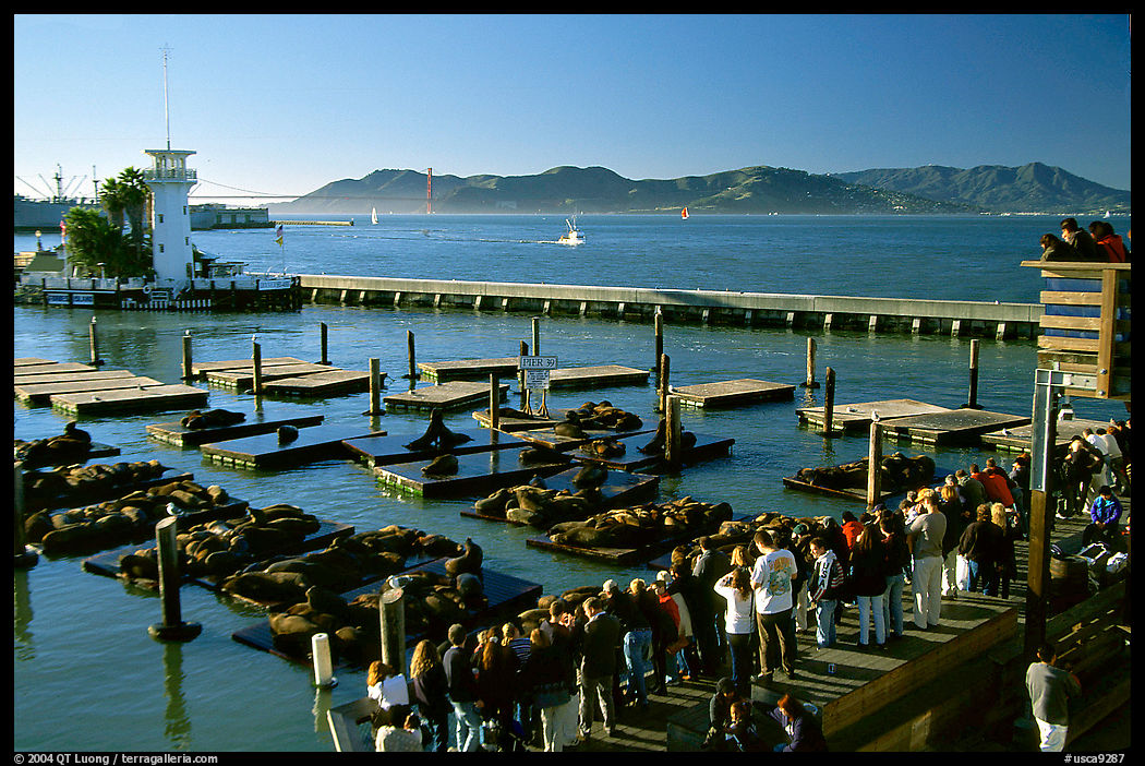 Visitors watch Sea Lions at Pier 39, late afternoon. San Francisco, California, USA