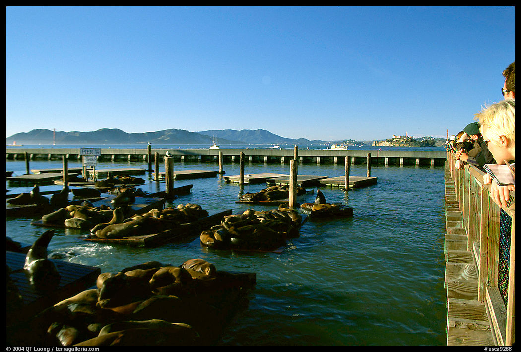 Visitors watch Sea Lions at Pier 39, late afternoon. San Francisco, California, USA