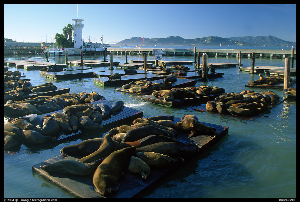 California Sea Lions at Pier 39, late afternoon. San Francisco, California, USA