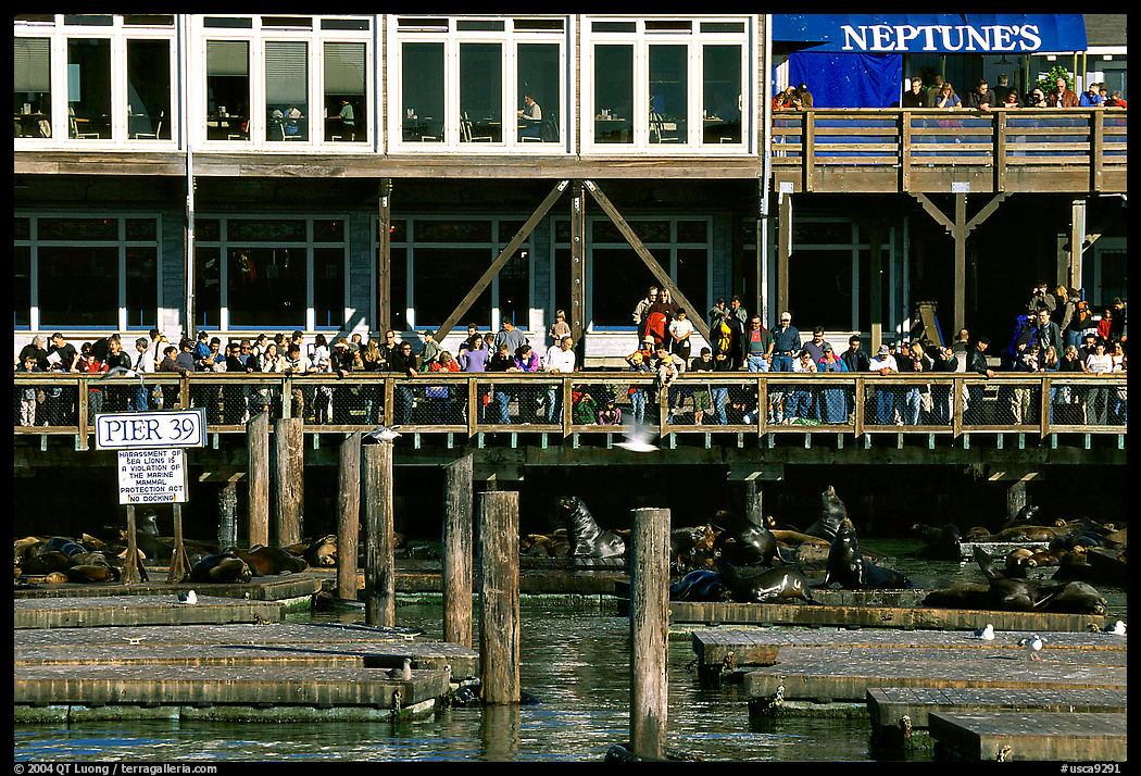 Visitors watching Sea Lions at Pier 39, afternoon. San Francisco, California, USA