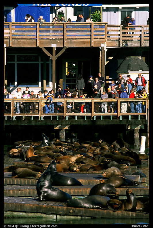 Visitors watching Sea Lions at Pier 39, afternoon. San Francisco, California, USA