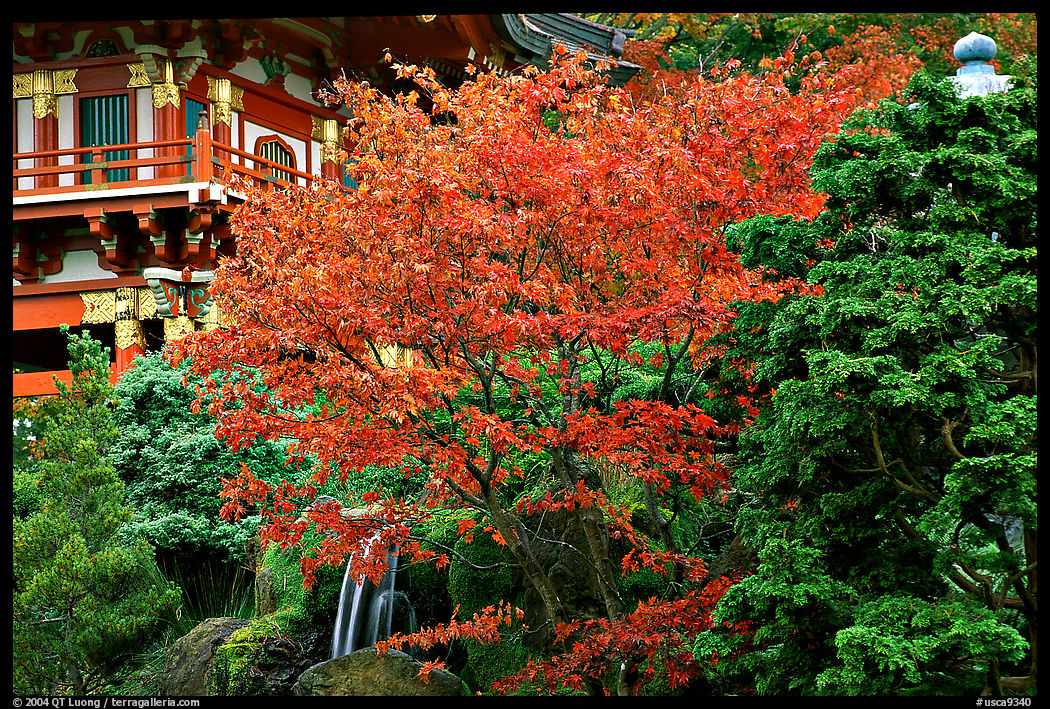 Red maple and pagoda detail, Japanese Garden, Golden Gate Park. San Francisco, California, USA