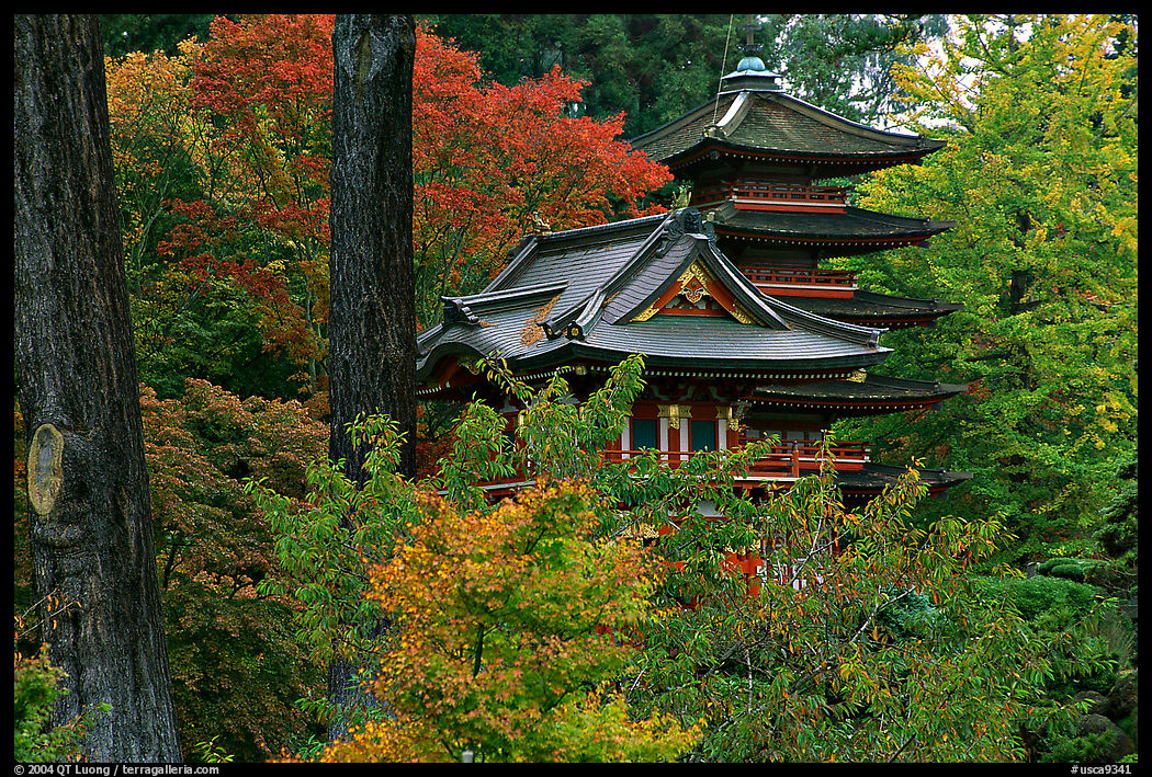 Pagoda amidst trees in fall colors, Japanese Garden, Golden Gate Park. San Francisco, California, USA