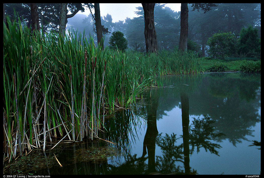 Pond reflections in fog, Golden Gate Park. San Francisco, California, USA