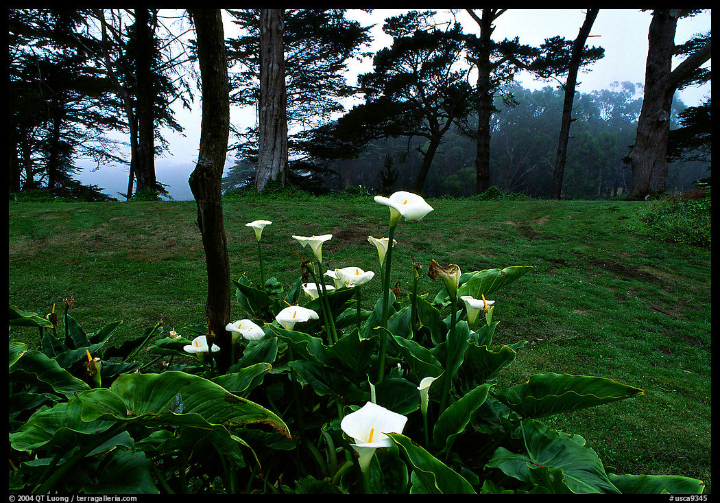 Calla Lily flowers and trees in fog, Golden Gate Park. San Francisco, California, USA