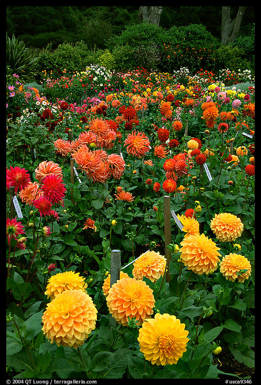 Multicolored dalhia flowers, Golden Gate Park. San Francisco, California, USA