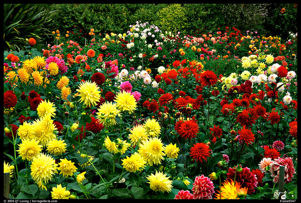 Multicolored dalhia flowers, Golden Gate Park. San Francisco, California, USA