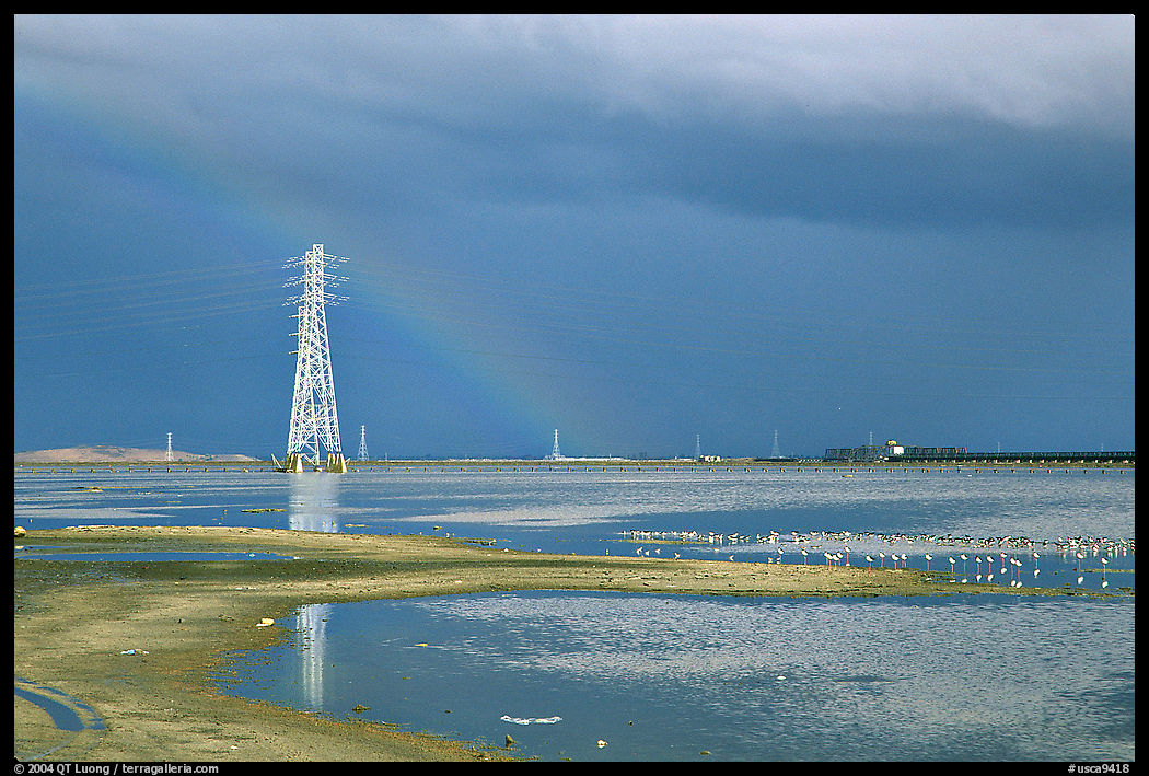 Birds and power lines, Ravenswood National Wildlife Refuge. Menlo Park, SF Bay area, California, USA