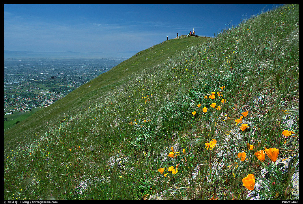 Wildflowers near  the summit of Mission Peak, Mission Peak Regional Park. SF Bay area, California, USA