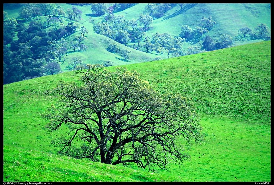 Oak trees and verdant hills in early spring, Sunol Regional Park. SF Bay area, California, USA