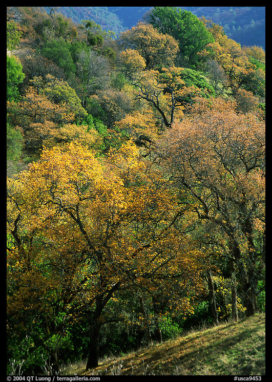 Oak trees with fall colors,  Sunol Regional Park. SF Bay area, California, USA