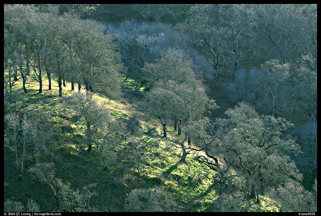 Oak trees on hillside curve, early spring, Joseph Grant County Park. San Jose, California, USA