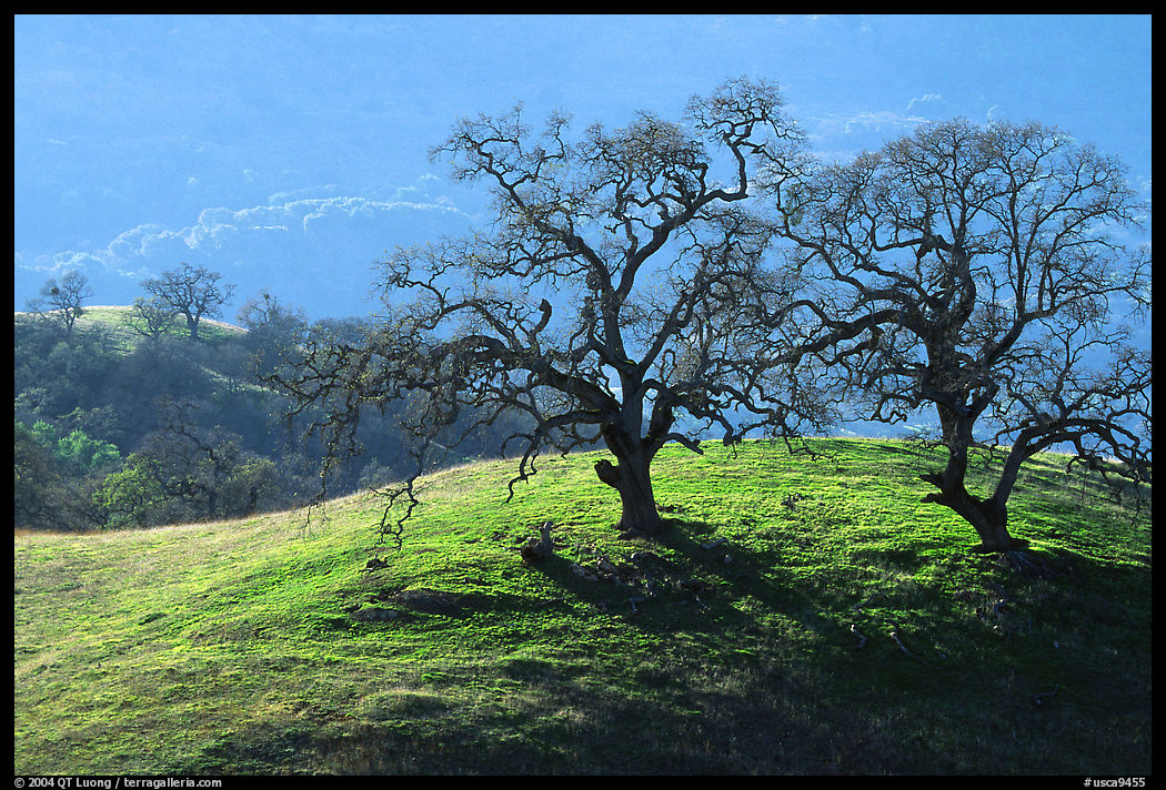 Dendritic branches of Oak trees on hillside curve, early spring, Joseph Grant County Park. San Jose, California, USA