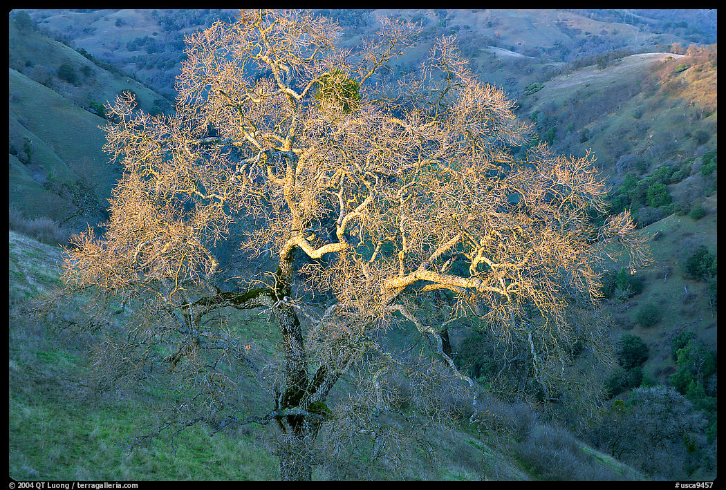 Oak tree with mistletoe at sunset, Joseph Grant County Park. San Jose, California, USA