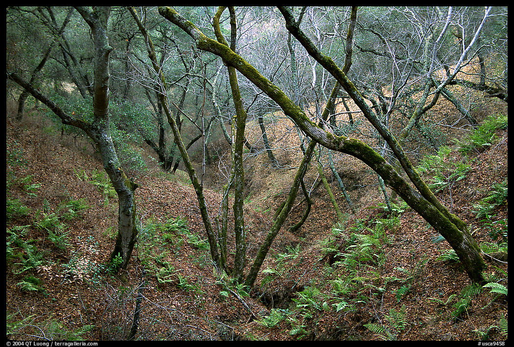 Creek, Sunol Regional Park. SF Bay area, California, USA