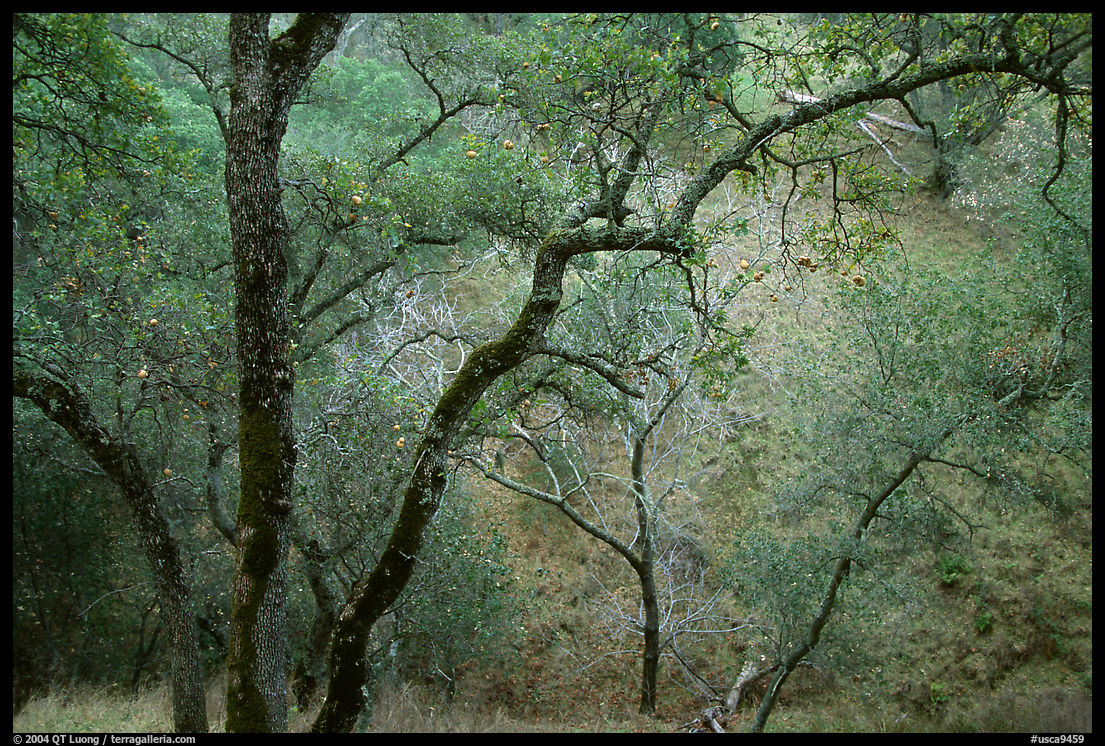 Oak Trees, Sunol Regional Park. SF Bay area, California, USA