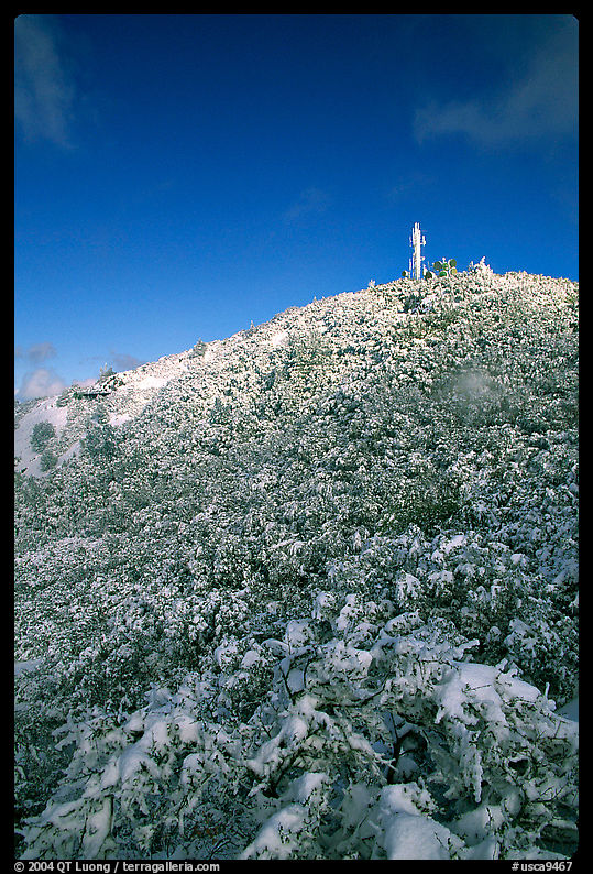 Snow-covered vegetation after a storm, Mt Diablo State Park. SF Bay area, California, USA