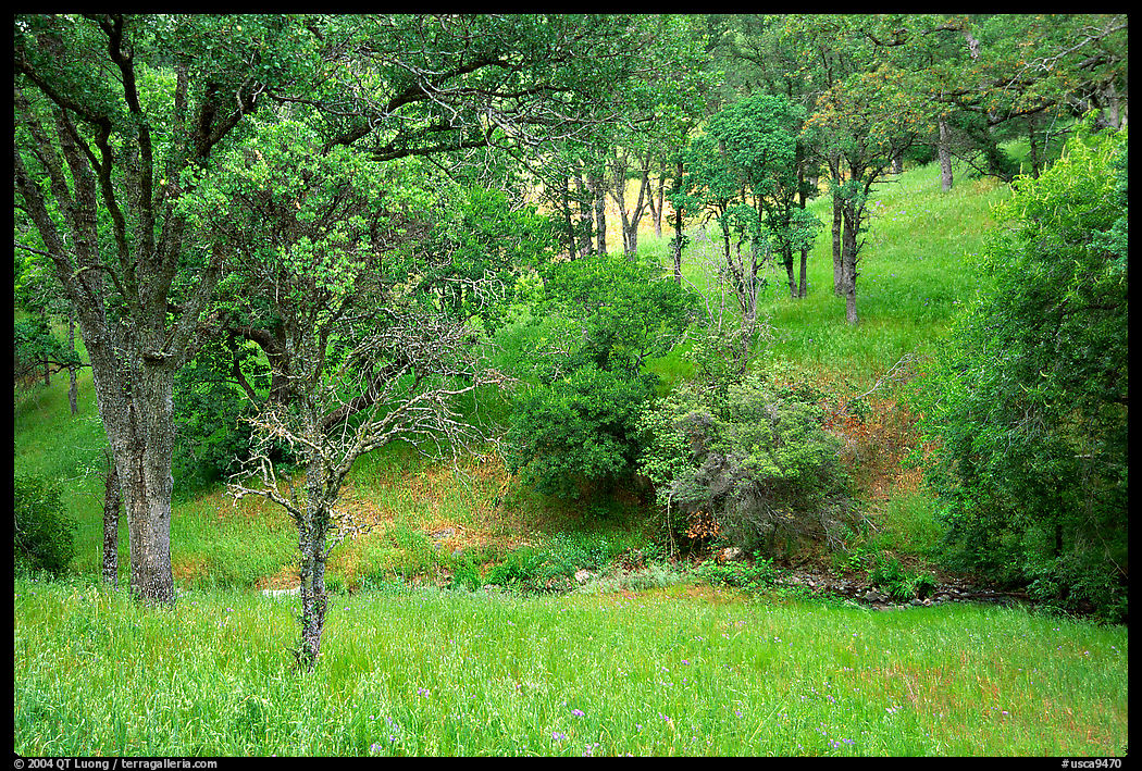 Meadow with flowers,  creek, and trees in spring, Mt Diablo State Park. SF Bay area, California, USA