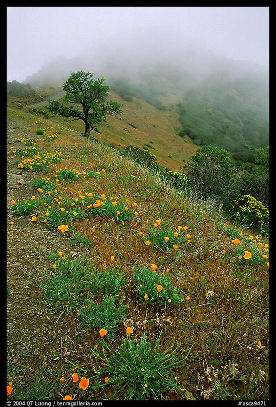 Poppies and fog near the summit, Mt Diablo State Park. SF Bay area, California, USA