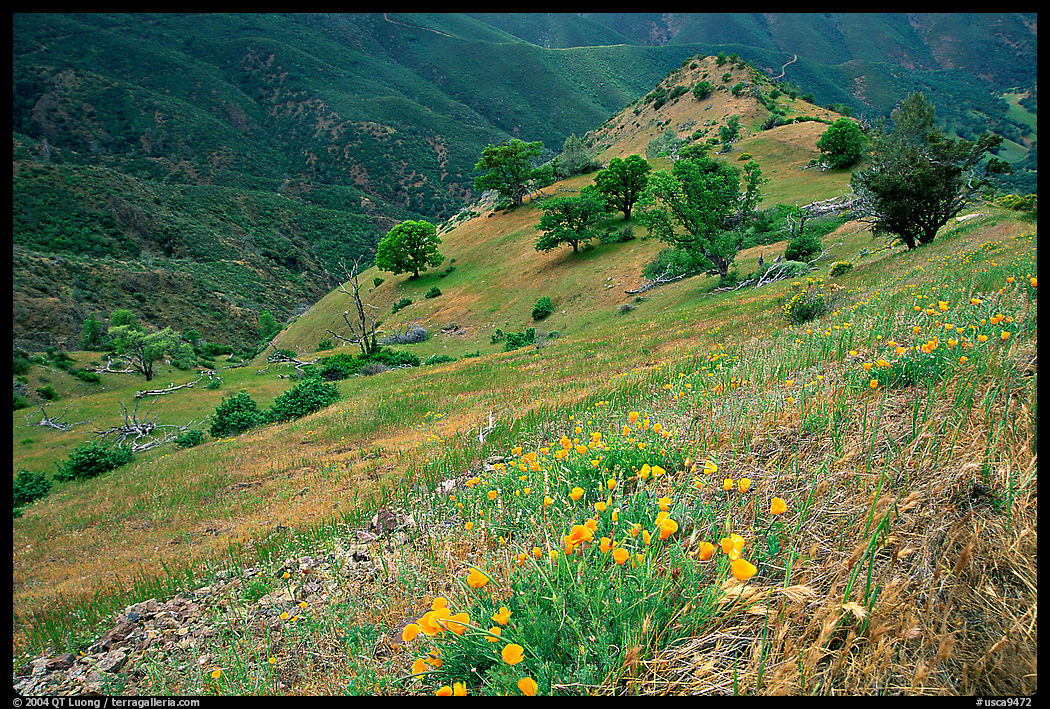 Poppies and ridge, Mt Diablo State Park. SF Bay area, California, USA
