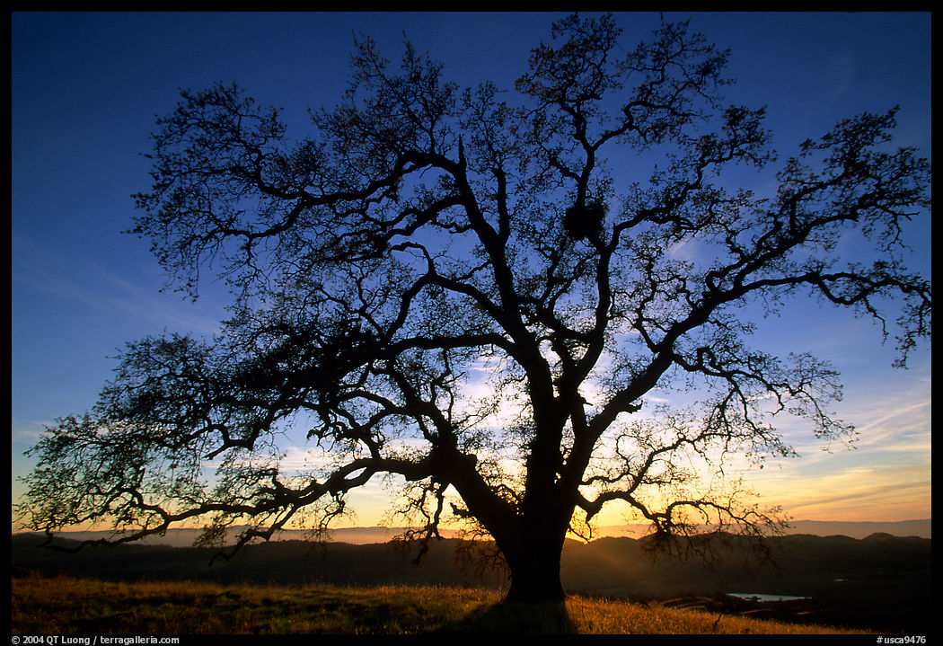 Old Oak tree profiled at sunset, Joseph Grant County Park. San Jose, California, USA