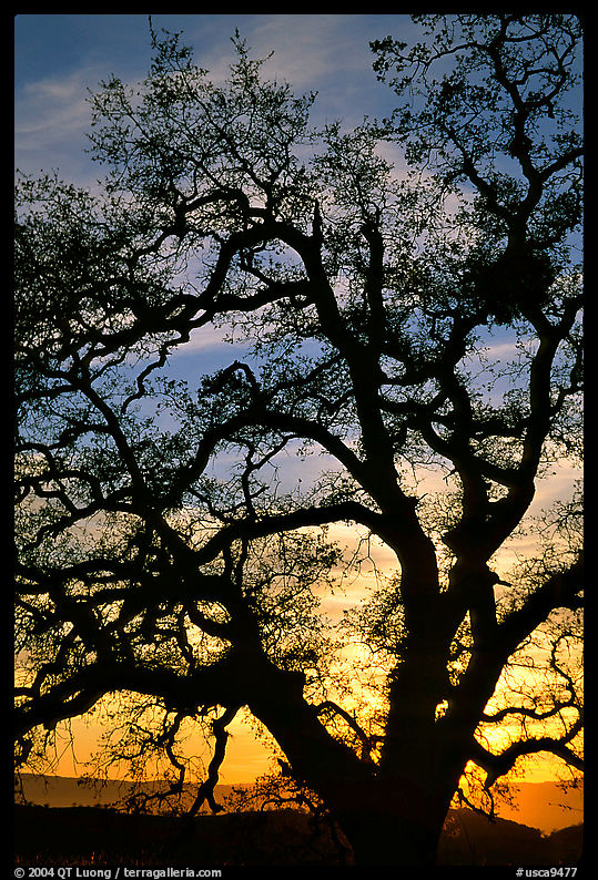 Old Oak tree silhouette at sunset, Joseph Grant County Park. San Jose, California, USA