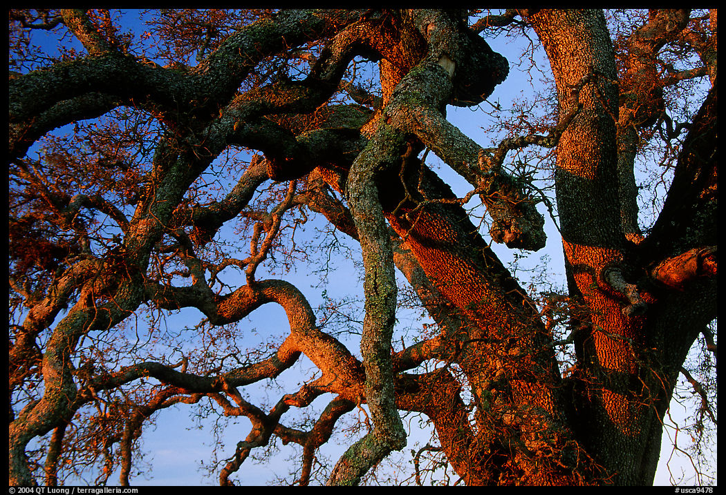 Branches of Old Oak tree  at sunset, Joseph Grant County Park. San Jose, California, USA