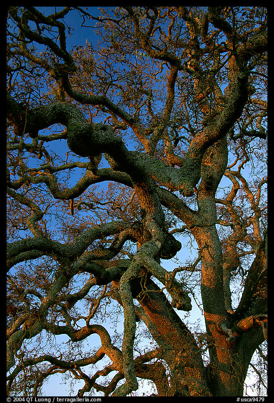 Branches of Old Oak tree  at sunset, Joseph Grant County Park. San Jose, California, USA