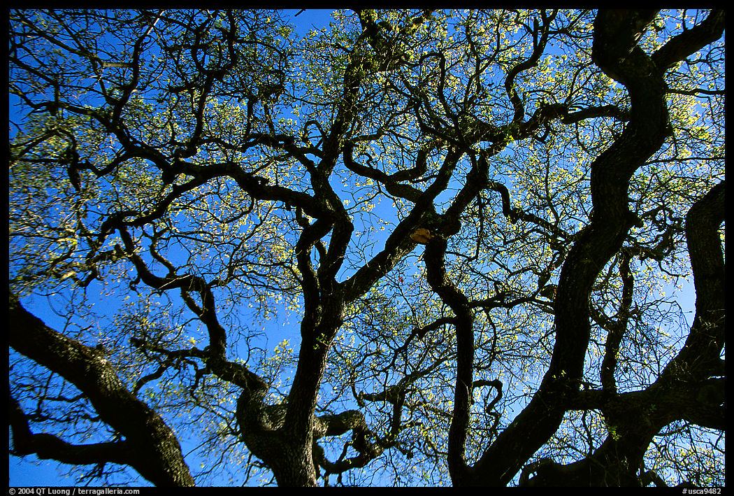 Oak tree in spring. Menlo Park, SF Bay area, California, USA