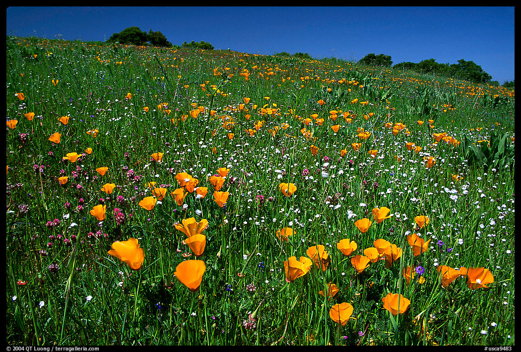Poppies in the spring, Russian Ridge Open Space Preserve. Palo Alto, SF Bay area, California, USA