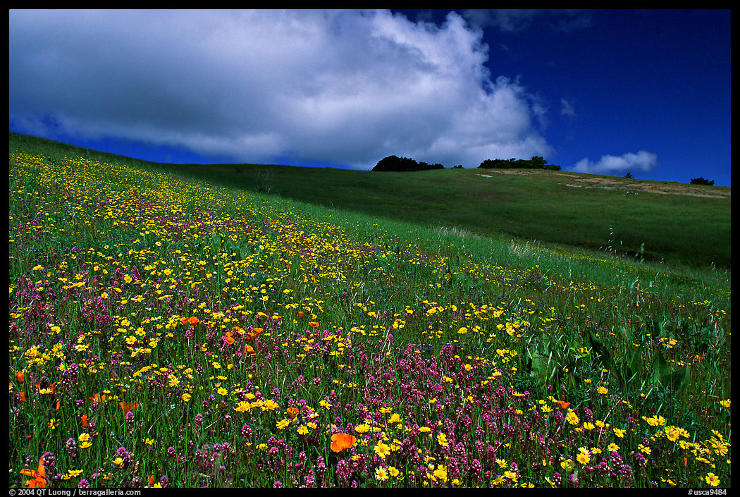Wildflowers in the spring, Russian Ridge Open Space Preserve. Palo Alto, SF Bay area, California, USA