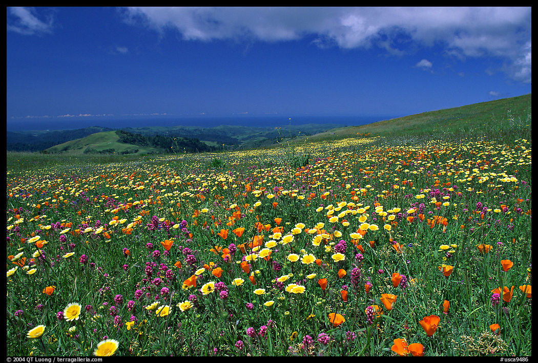 Meadows in the spring, with the Pacific ocean in the distance,  Russian Ridge Open Space Preserve. Palo Alto, SF Bay area, California, USA