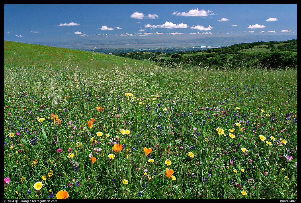 Meadows in the spring, with the Silicon Valley in the distance,  Russian Ridge Open Space Preserve. Palo Alto, SF Bay area, California, USA