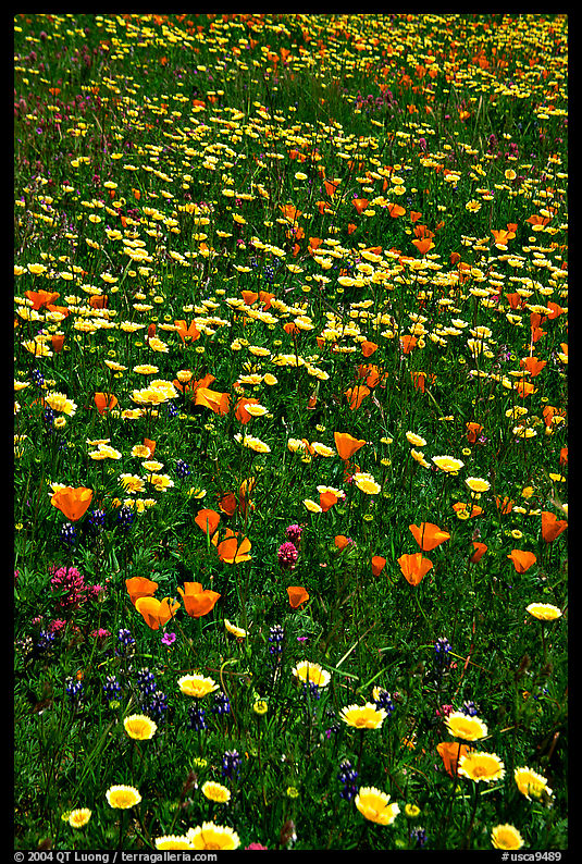 Meadows with wildflowers in the spring, Russian Ridge Open Space Preserve. Palo Alto, SF Bay area, California, USA