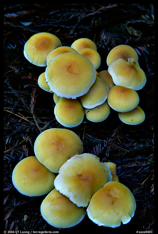 Mushrooms. Big Basin Redwoods State Park, SF Bay area, California, USA