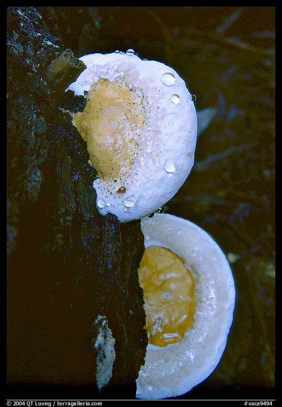 Mushrooms. Big Basin Redwoods State Park, SF Bay area, California, USA