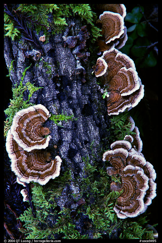 Mushrooms. Big Basin Redwoods State Park, SF Bay area, California, USA