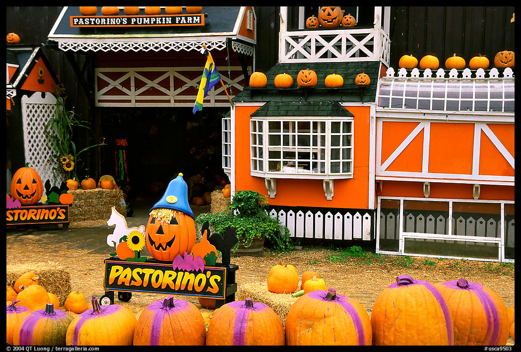 Pastorino pumpkin farm, Half Moon Bay. Half Moon Bay, California, USA